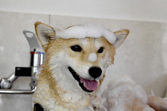 お風呂に入った後に行うとよい犬のブラッシング方法 Pelo Pet Love オフィシャルサイト