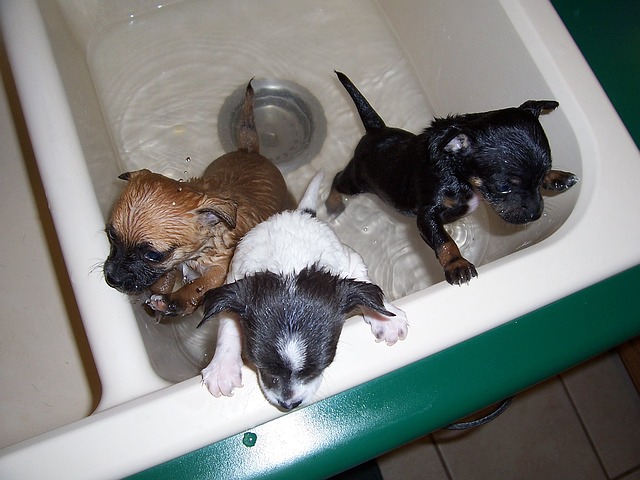 子犬をお風呂に入れる正しい頻度と洗い方 Pelo Pet Love オフィシャルサイト