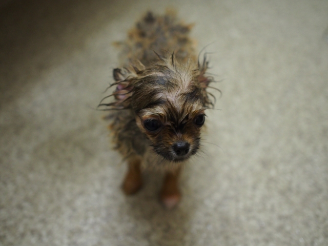 犬がお風呂で震えてしまう理由と改善方法 Pelo Pet Love オフィシャルサイト