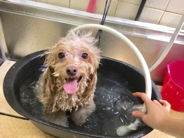 湯船の中で犬を洗う時の適正温度や入れ方 Pelo Pet Love オフィシャルサイト