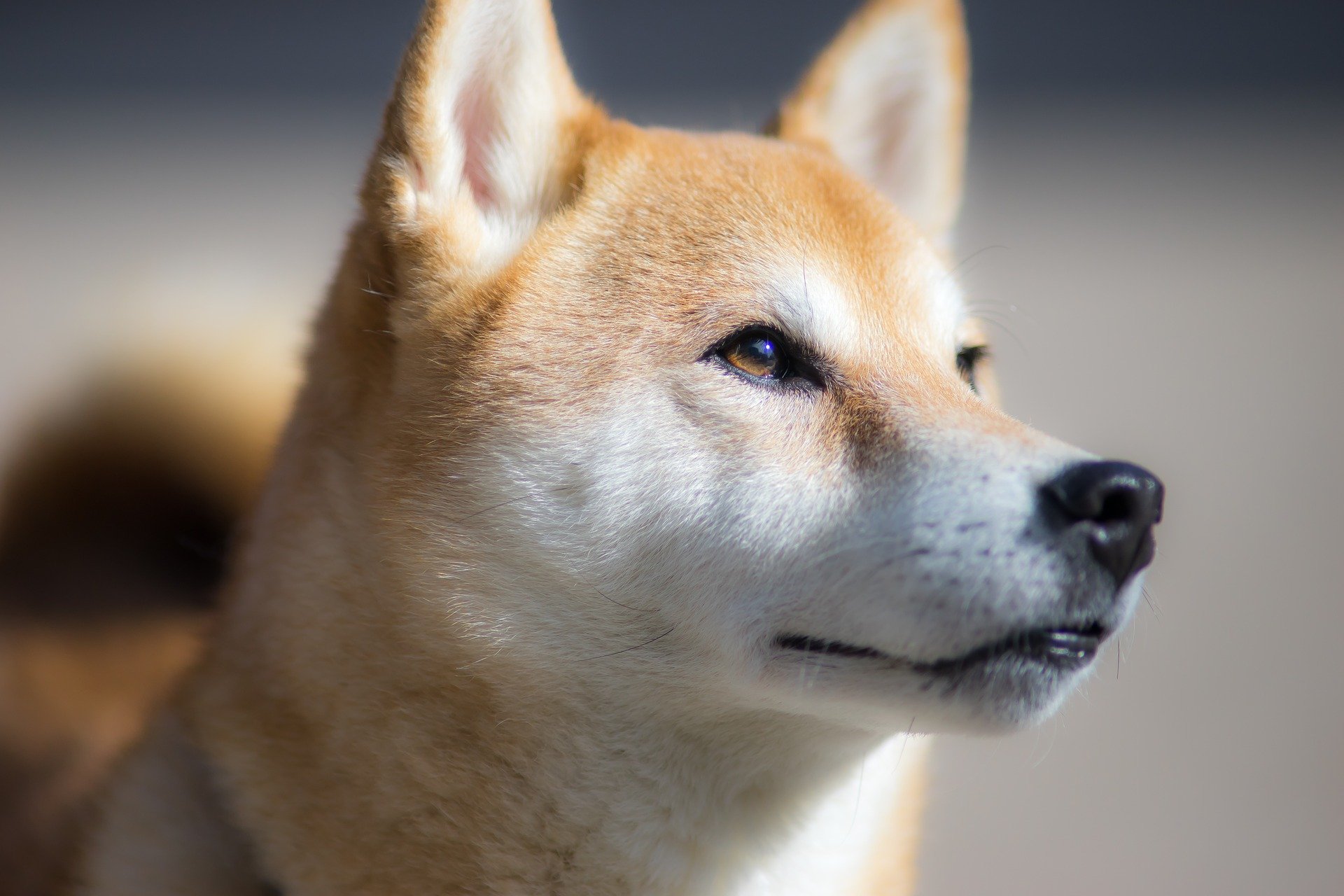柴犬をシャンプーする頻度と注意点を確認 PeLo Pet Love オフィシャルサイト